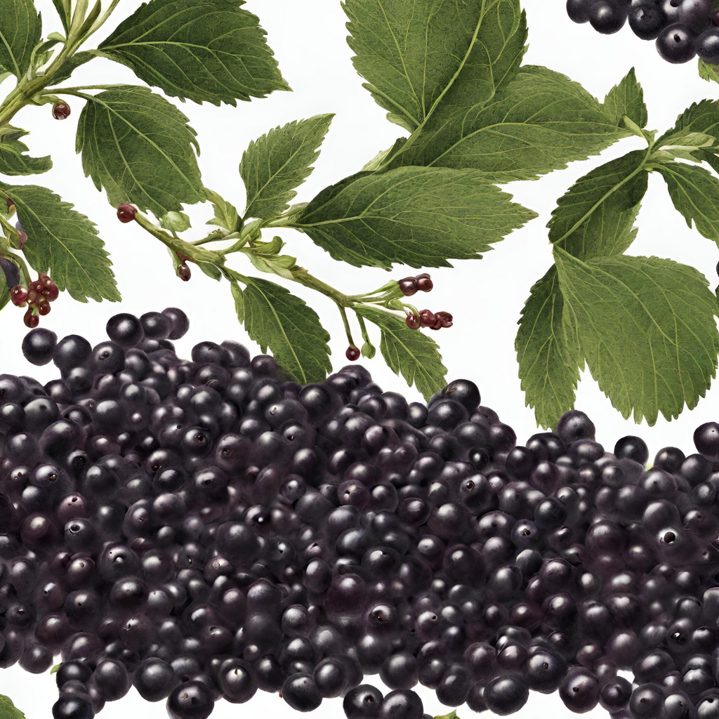 Understanding Herbs Series: Elderberries