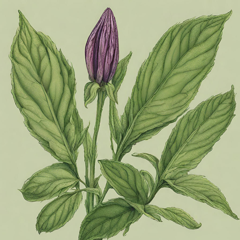 Understanding Herbs Series: Comfrey Leaf