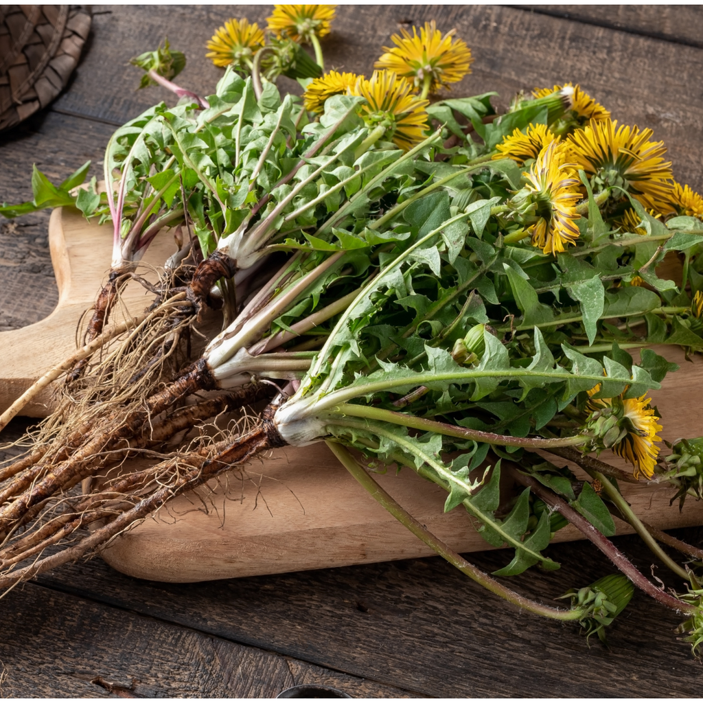 Understanding Herbs Series: Dandelion Leaf and Root